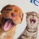 Chien et chat