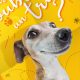 Chien